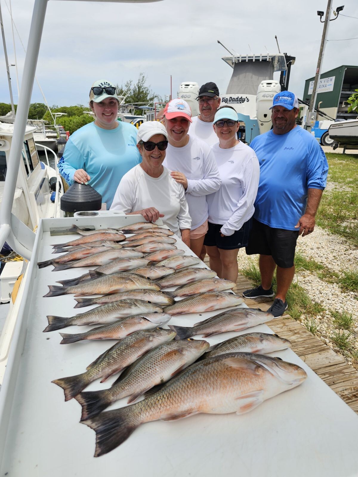 Mangrove Snapper